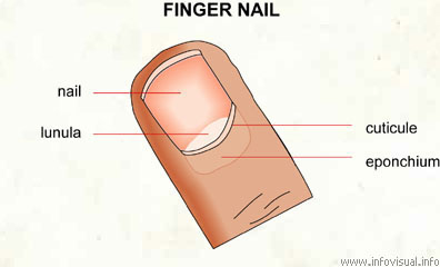 Finger nail